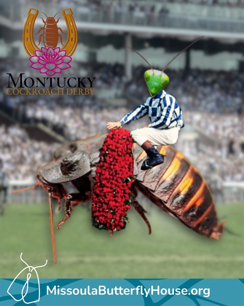 Montucky Derby Instagram Post - Social Template (2)_thumb.jpeg
